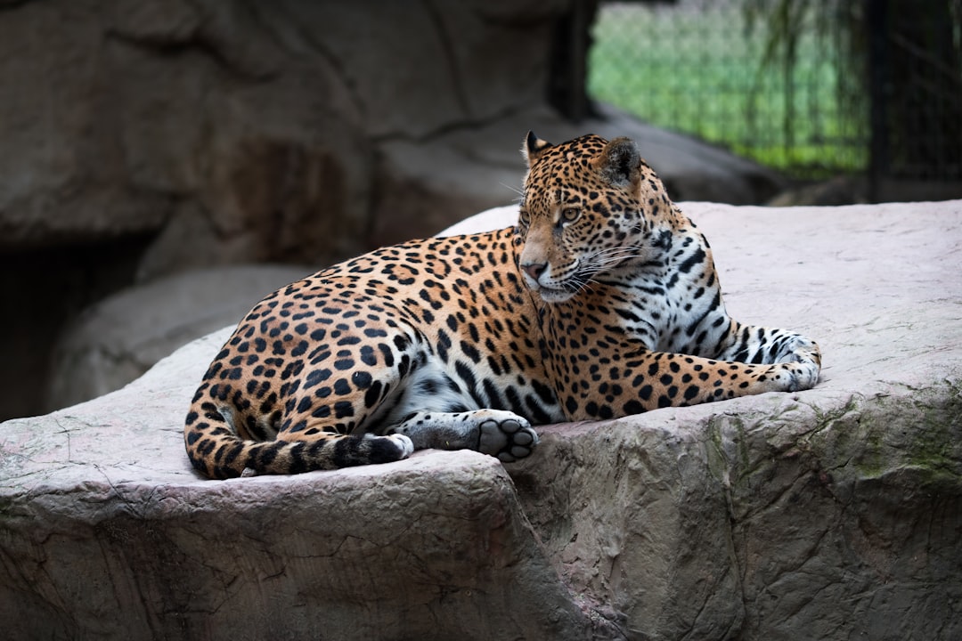 Photo Jaguar
